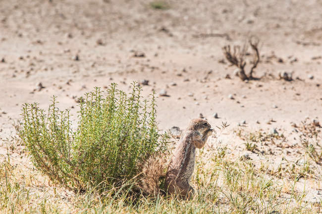 Крупный план Cape Ground Squirrel, Kgalagadi Transfrontier Park, ЮАР — стоковое фото