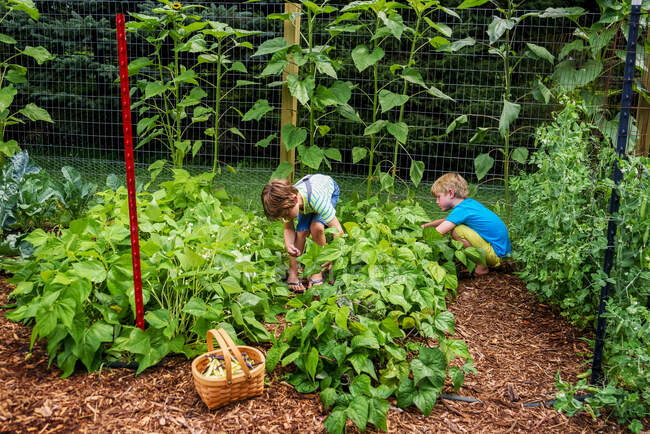 Junge pflücken Gemüse im Garten — Stockfoto