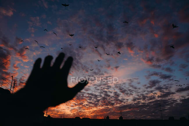 Silueta de un ave voladora en el cielo - foto de stock