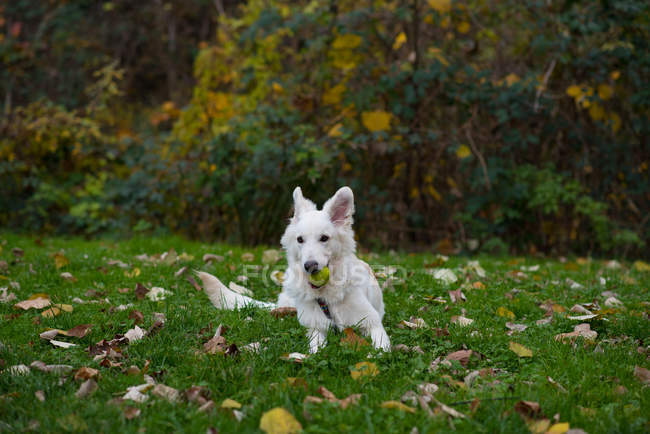 Милая белая собака, лежащая в траве — стоковое фото