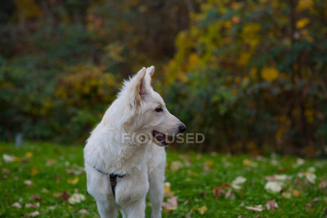 Niedlicher weißer Hund geht im grünen Wald spazieren — Stockfoto
