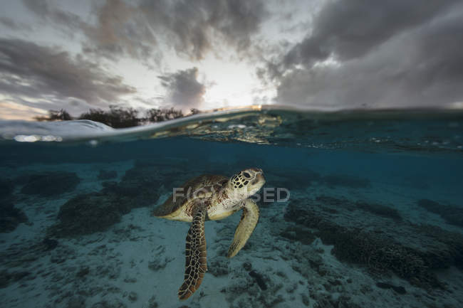 Tortue nageant sous l'eau, Lady Elliot Island, Queensland, Australie — Photo de stock