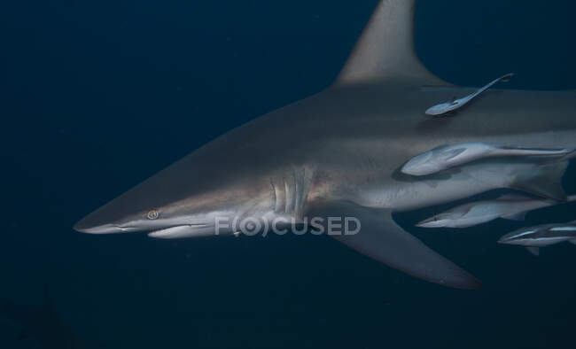 Tiburón de aleta trasera con pez nodriza, KwaZulu-Natal, Sudáfrica. - foto de stock