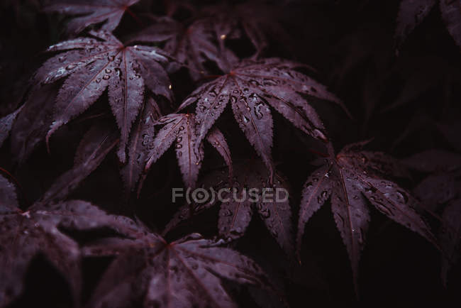 Nahaufnahme von schönen Regentropfen auf Blättern der Pflanze — Stockfoto