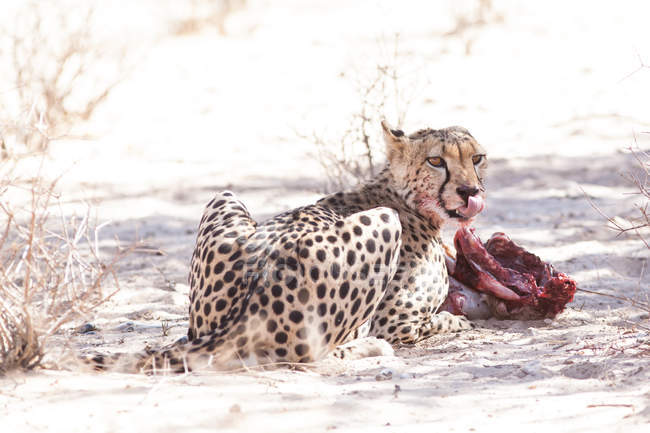 Vista panorámica de Cheetah alimentándose de una muerte, Kgalagadi Transfrontier Park, Sudáfrica - foto de stock