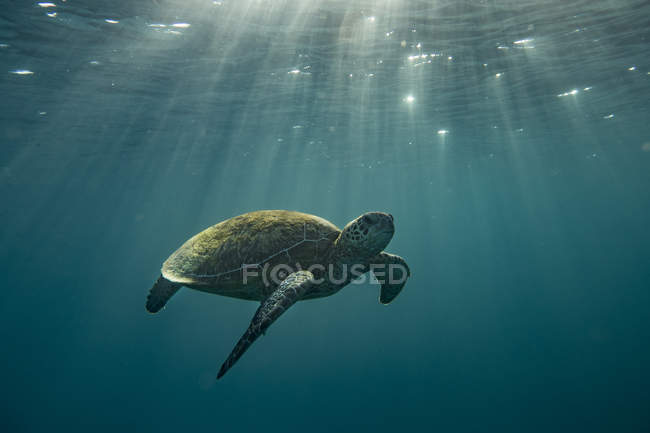 Turtle swimming underwater, closeup view — Stock Photo