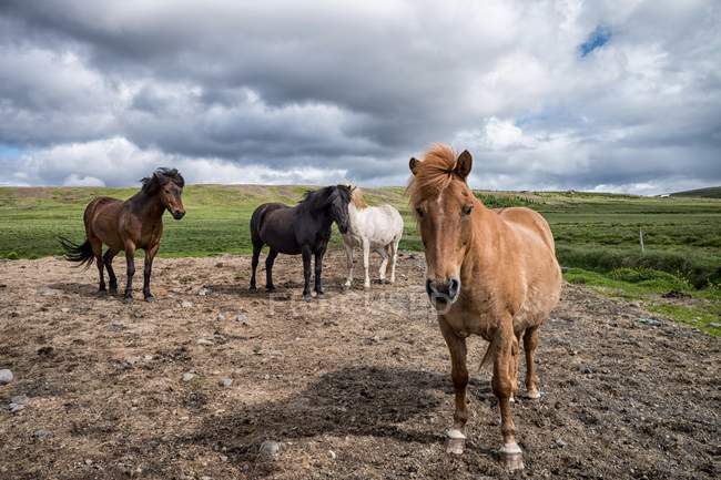 Исландские лошади в поле, Рейкхолт, Вестурланд, Исландия — стоковое фото