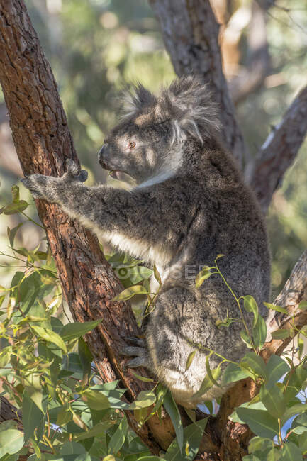 Koala carino su albero nella foresta soleggiata — Foto stock