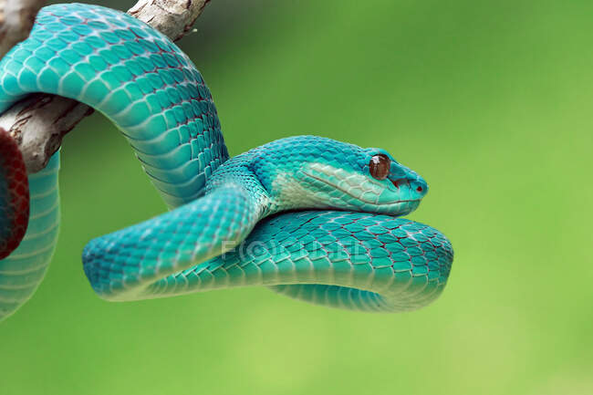 Крупним планом знімок змії в природному середовищі проживання — стокове фото