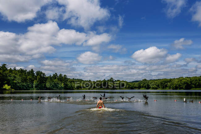 Чоловік середнього віку біжить за качками в озері — стокове фото