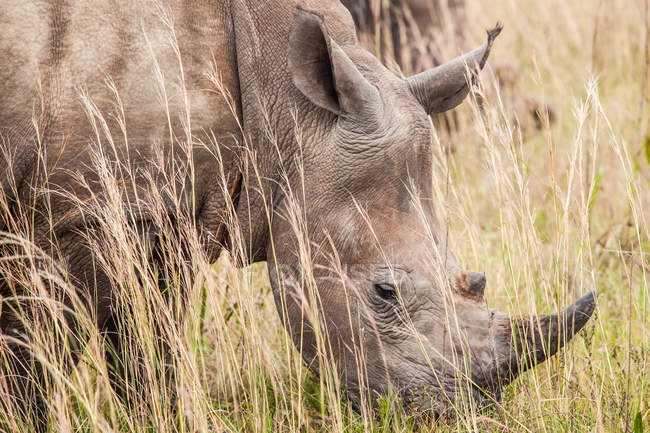 Rinoceronte majestuoso de pie en la naturaleza salvaje - foto de stock
