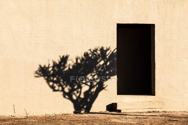 Живописный вид на тень дерева на стене — стоковое фото