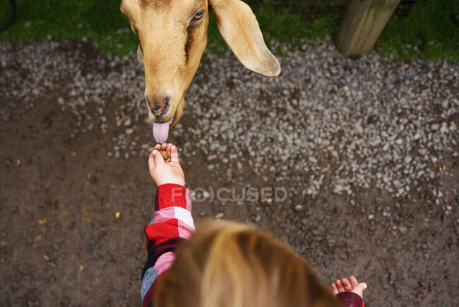 Sobretudo do menino que alimenta uma cabra — Fotografia de Stock