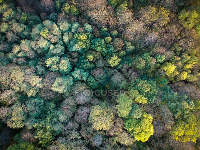 Aerial view of treetops, Niort, France — Stock Photo