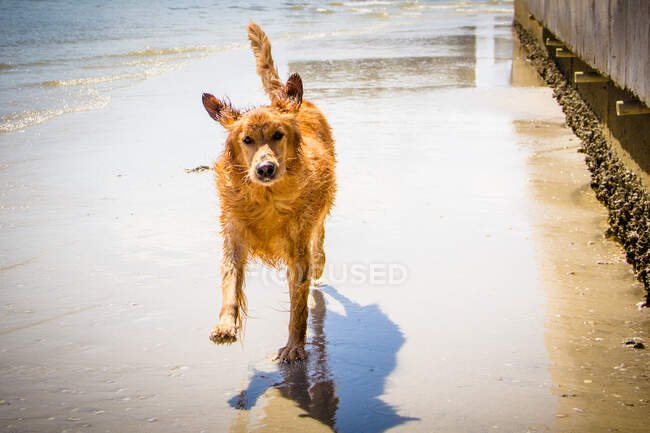 Собака играет с пляжем в море — стоковое фото