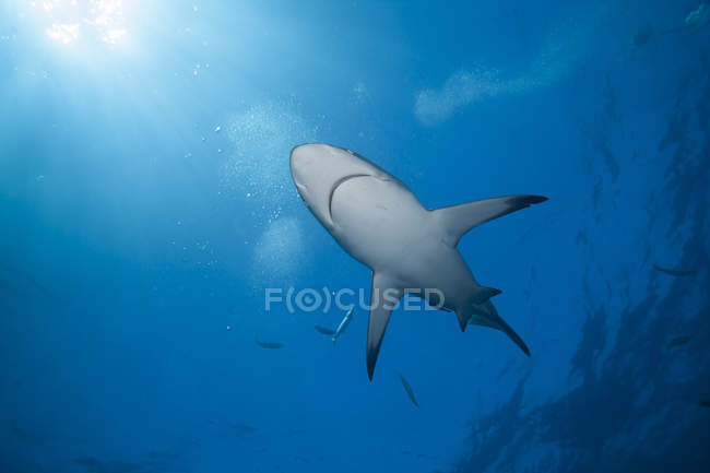Чёрная акула плавает под голубой водой — стоковое фото