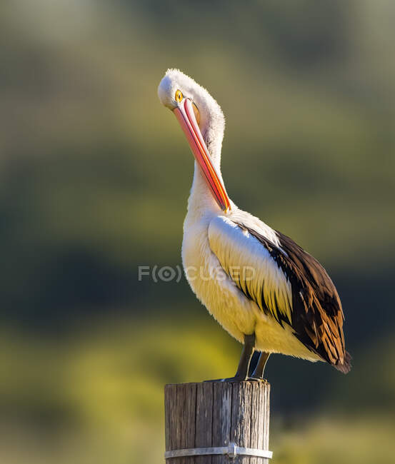 Preto e branco pelicano na luz solar com vegetação no fundo — Fotografia de Stock