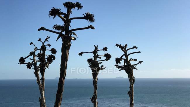 Vista panorámica de Trees by the Pacific Ocean, California, America, USA - foto de stock
