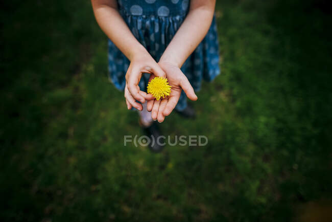 Frau hält Löwenzahnblüte in Händen — Stockfoto
