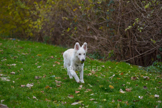 Mignon chien blanc marchant dans la forêt verte — Photo de stock