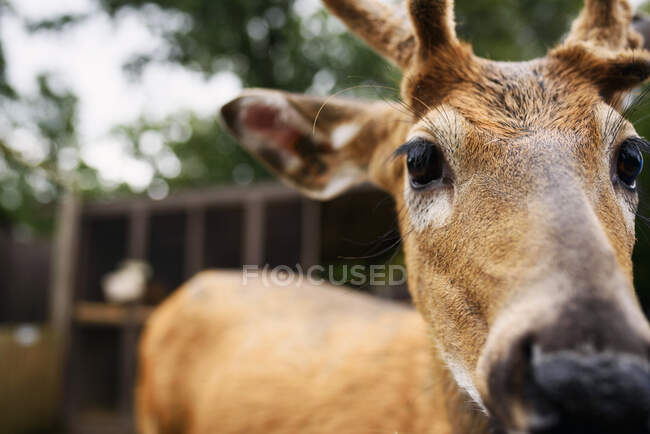 Close up shot of deer looking at camera — Stock Photo