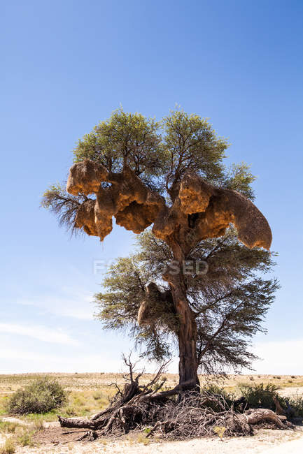 Общительные пауки гнездятся в дереве, Южная Африка — стоковое фото