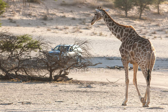 Мальовничий вид на жирафа в дикому сафарі — стокове фото