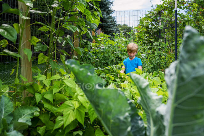 Ragazzo che raccoglie verdure in un giardino — Foto stock