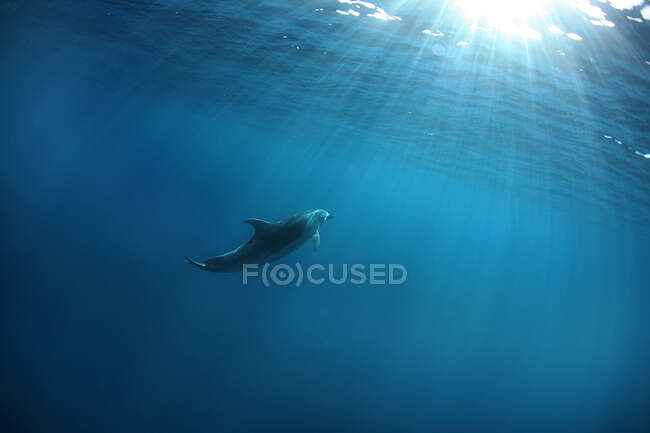 Индийско-тихоокеанский дельфин-беленоз, Южная Африка — стоковое фото