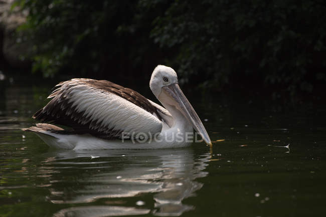 Majestic and beautiful pelican in wild life — Stock Photo