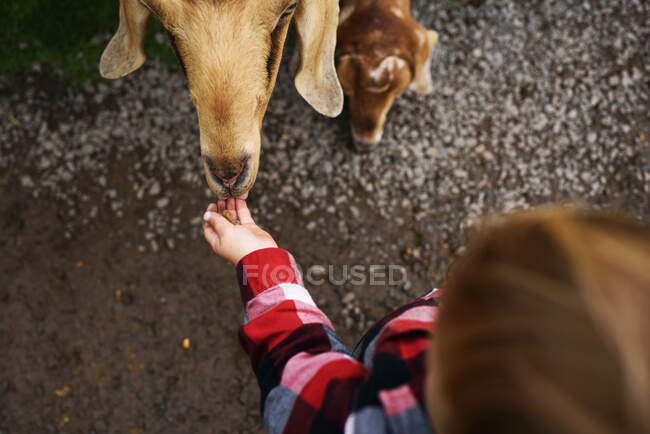 Overhead of toddler boy feeding a goat — Stock Photo