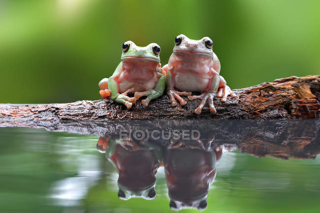 Dumpy tree frogs sitting together near pond with reflection, blurred background — Stock Photo