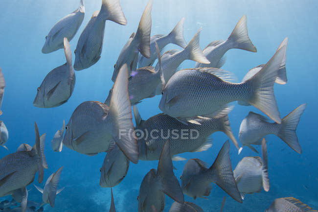Escuela de peces nadando bajo el agua, Lady Elliot Island, Queensland, Australia - foto de stock