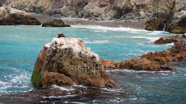 Un león marino domina la cima de esta roca frente a la costa de Catalina, California - foto de stock
