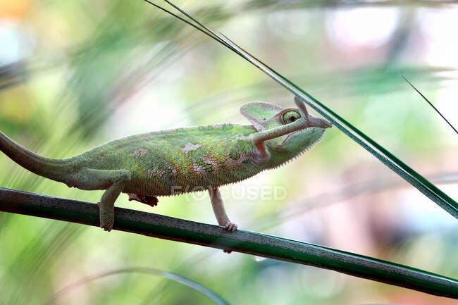 Green frog on a branch — Stock Photo