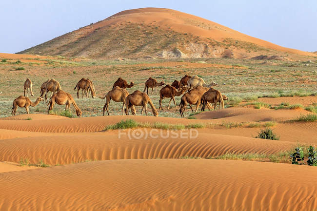 Herd of camels in the desert, Saudi Arabia — Stock Photo