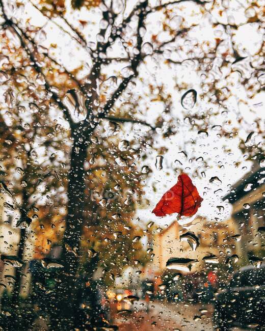 Hoja y gotas de lluvia en el parabrisas de un coche - foto de stock