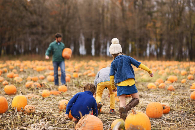 Family picking pumpkins in a pumpkin patch — Stock Photo