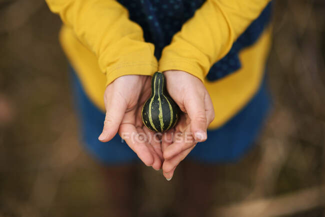 Overhead of a young girl's hands holding fall squash — Stock Photo