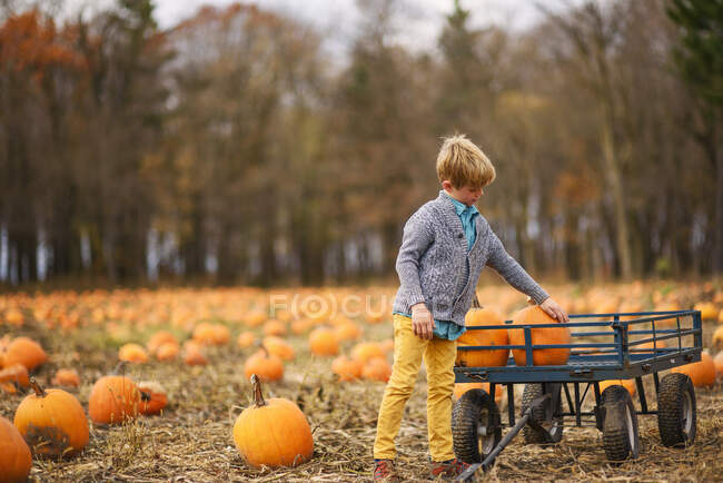 Молодий хлопчик, що носить гарбузи на гарбузовій латці — стокове фото