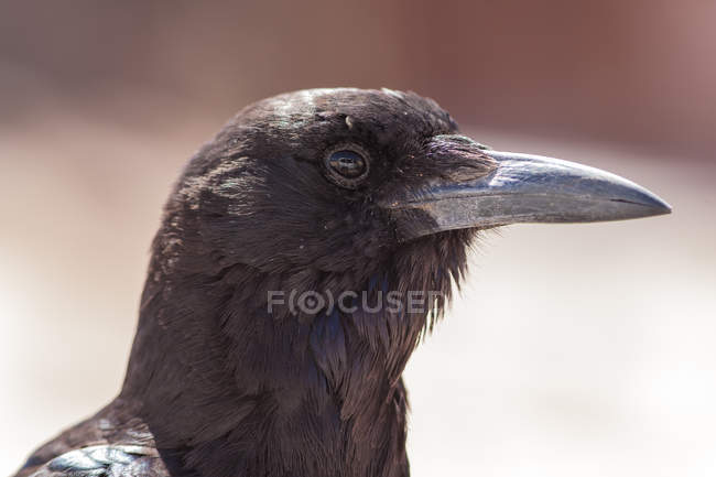 Vista close-up de bico de corvo contra fundo desfocado — Fotografia de Stock