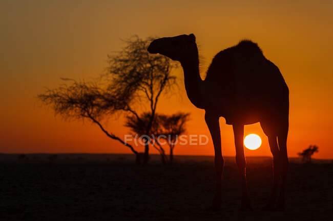 Silueta de un camello, Arabia Saudita - foto de stock