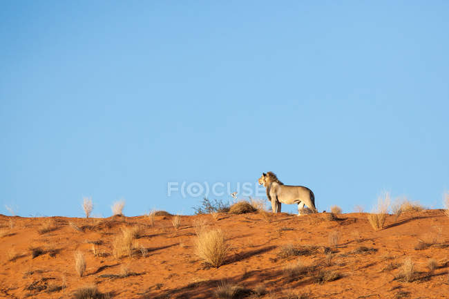 Вид збоку величний Лев стоячи на пагорбі — стокове фото