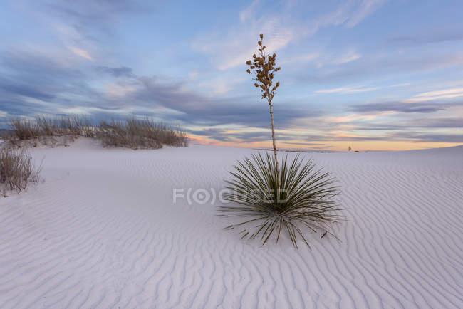 Scenic view of White Sands National Monument, Tularosa, New Mexico, America, USA — Stock Photo