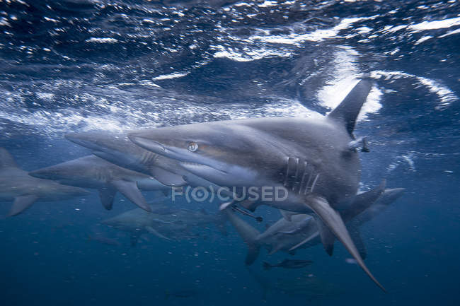 Gruppo di squali pinna nera che nuotano nell'oceano, KwaZulu-Natal, Sud Africa — Foto stock