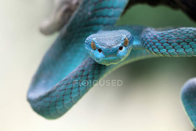 Reptil serpiente en el zoológico - foto de stock