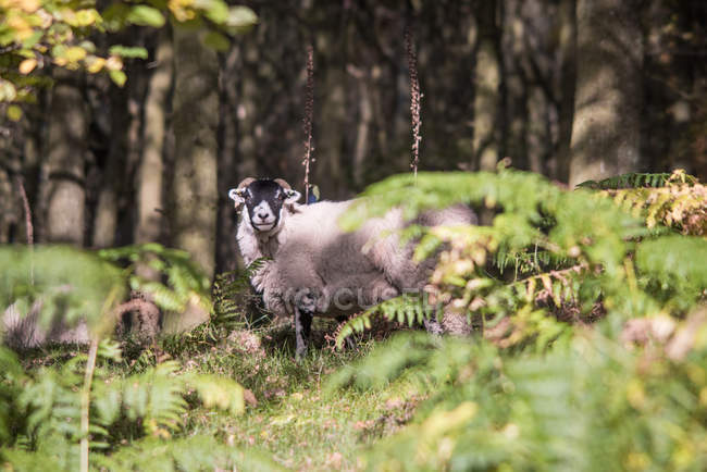 Мальовничий вид на вівцю, дивлячись на камеру в лісі — стокове фото