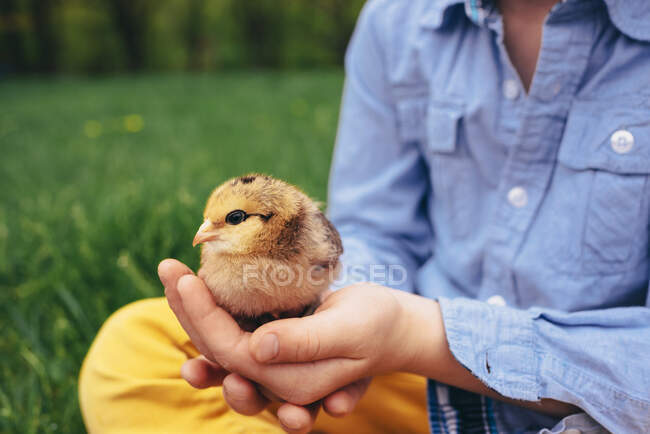 Обрезанный снимок человека, держащего цыпленка в руке — стоковое фото