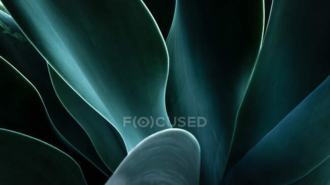 Sunlight ignites the electric lines of this Southwestern Agave plant; main ingredient to Tequila — Stock Photo