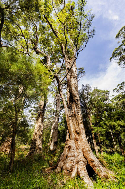 The tree with a green leaves on the shore. — Stock Photo